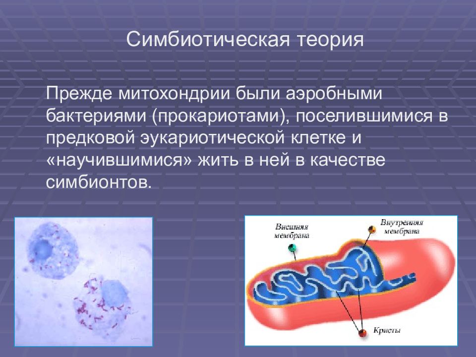 Митохондрии у прокариот. Симбиотическая теория митохондрии. Эукариоты прокариоты митохондрии бактерии. Биологическое окисление в митохондриях.