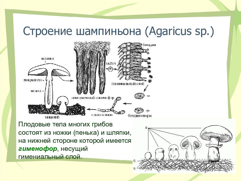 Плодовое тело гриба. Строение шляпочного гриба шампиньона. Схема шляпочного гриба шампиньона. Строение тела гриба грибница. Плодовые тела базидиальных грибов.