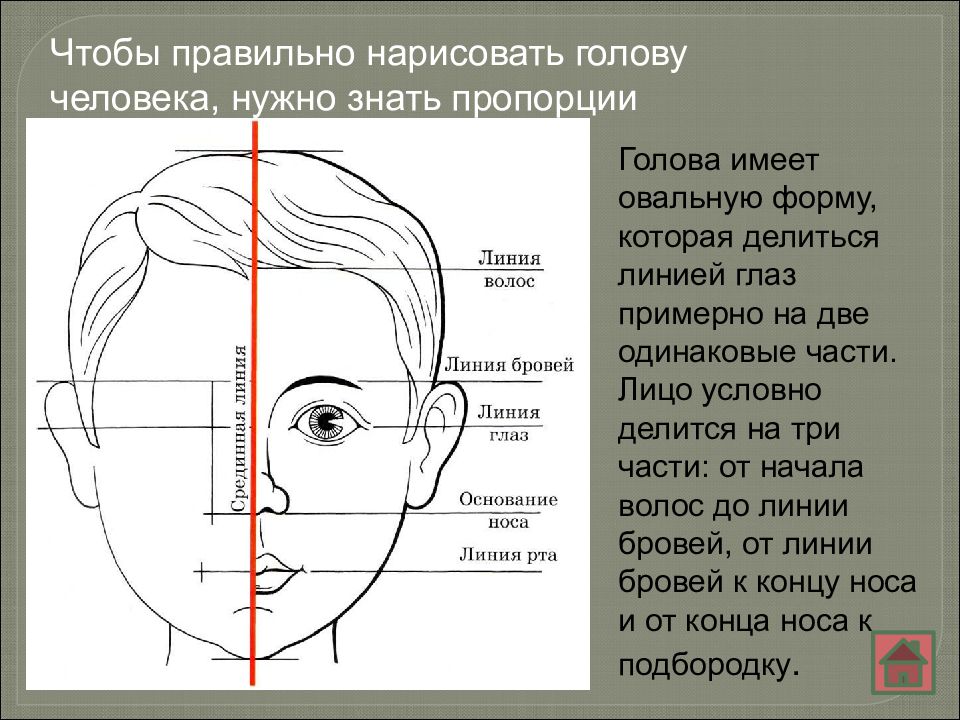 Пропорции лица человека для рисования схема