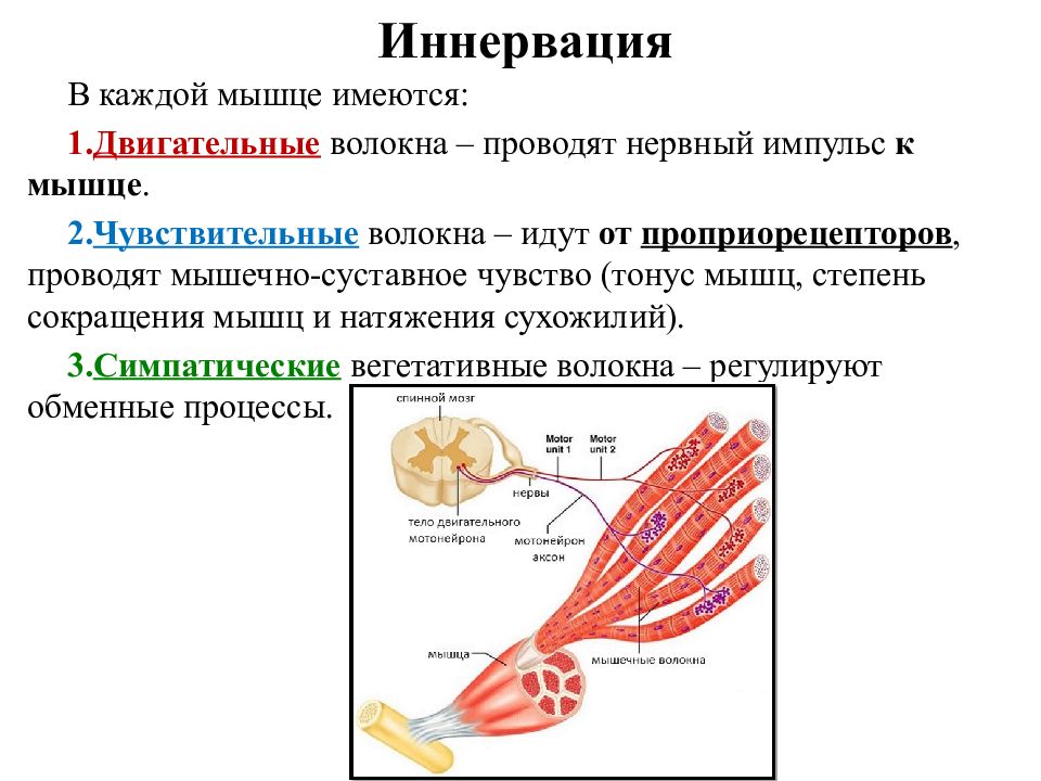 Функции двигательных импульсов. Схема иннервации скелетной мышцы. Разновидности волокон скелетной мышцы. Иннервация, структурные основы сокращения мышечного волокна. Иннервация скелетной мышцы физиология.