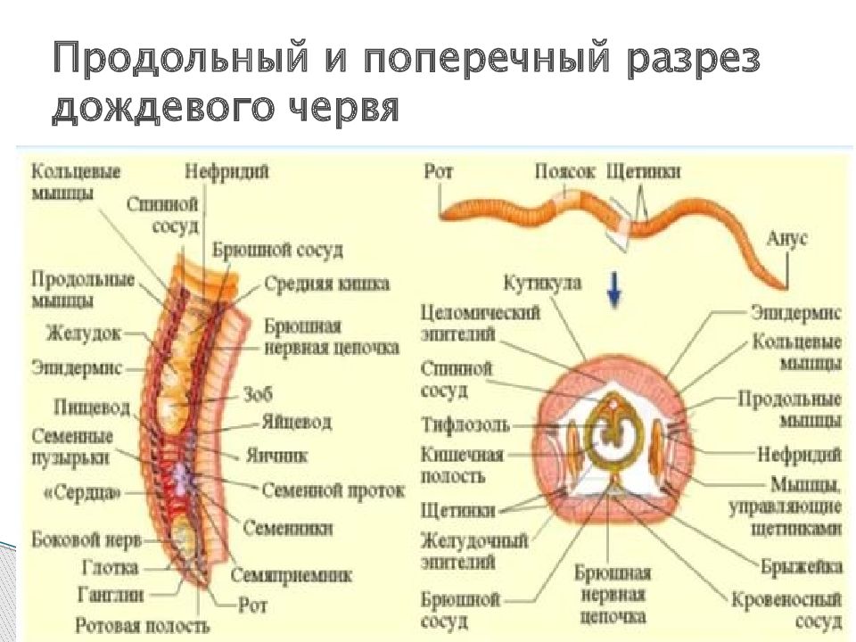Кольцевые черви полость тела. Схема поперечного разреза кольчатого червя. Поперечное строение дождевого червя. Поперечный разрез малощетинкового червя.