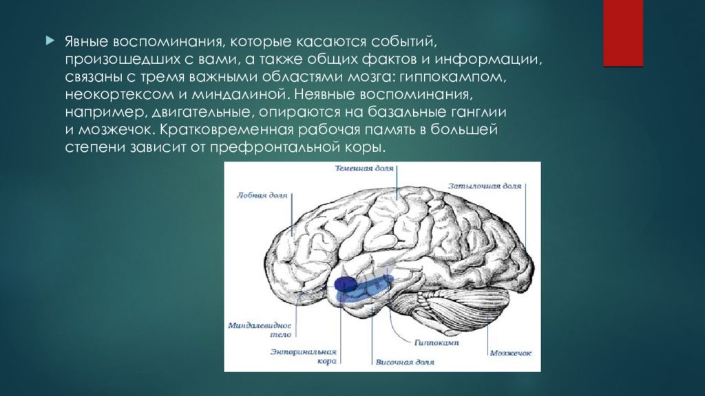 Левое полушарие мозга инсульт. Опухоли полушарий головного мозга. Презентация на тему полушария мозга человека. Медиобазальная поверхность полушария головного мозга. Диаграммы для остановки левого полушария.