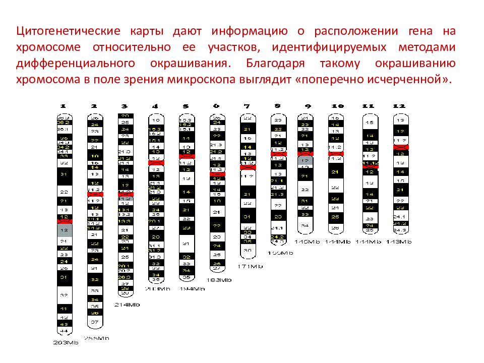 Генетическая карта хромосом человека