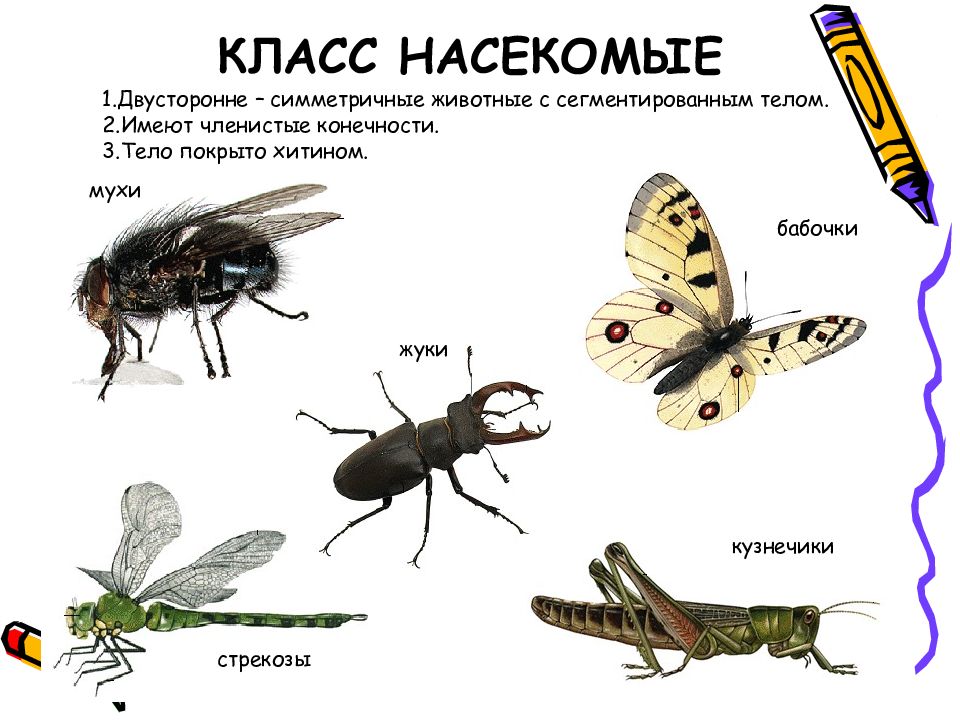 Презентация на тему класс насекомые 7 класс