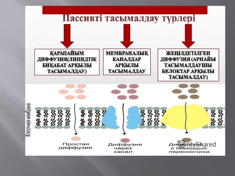 Мембраналық рецепторлар арқылы гормондық сигналдардың берілуі