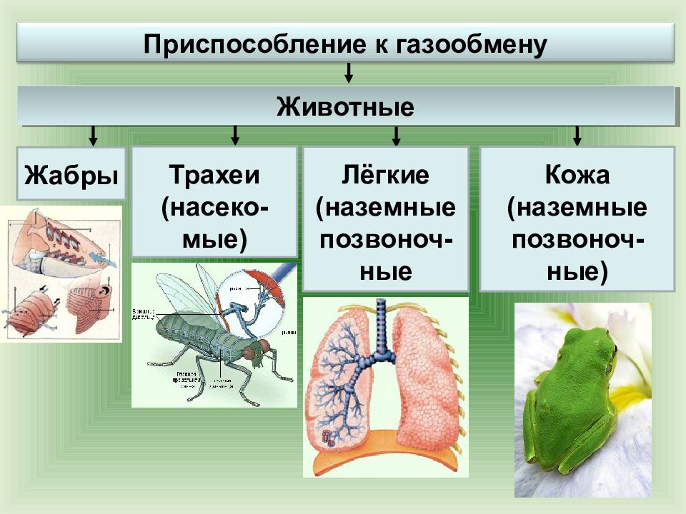 Презентация на тему дыхание