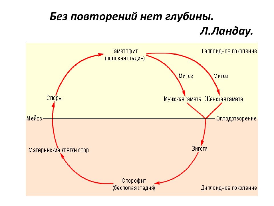 Циклы растений тест. Циклы растений. Циклы развития земли. Цикл развития системы. Цикл развития стран.
