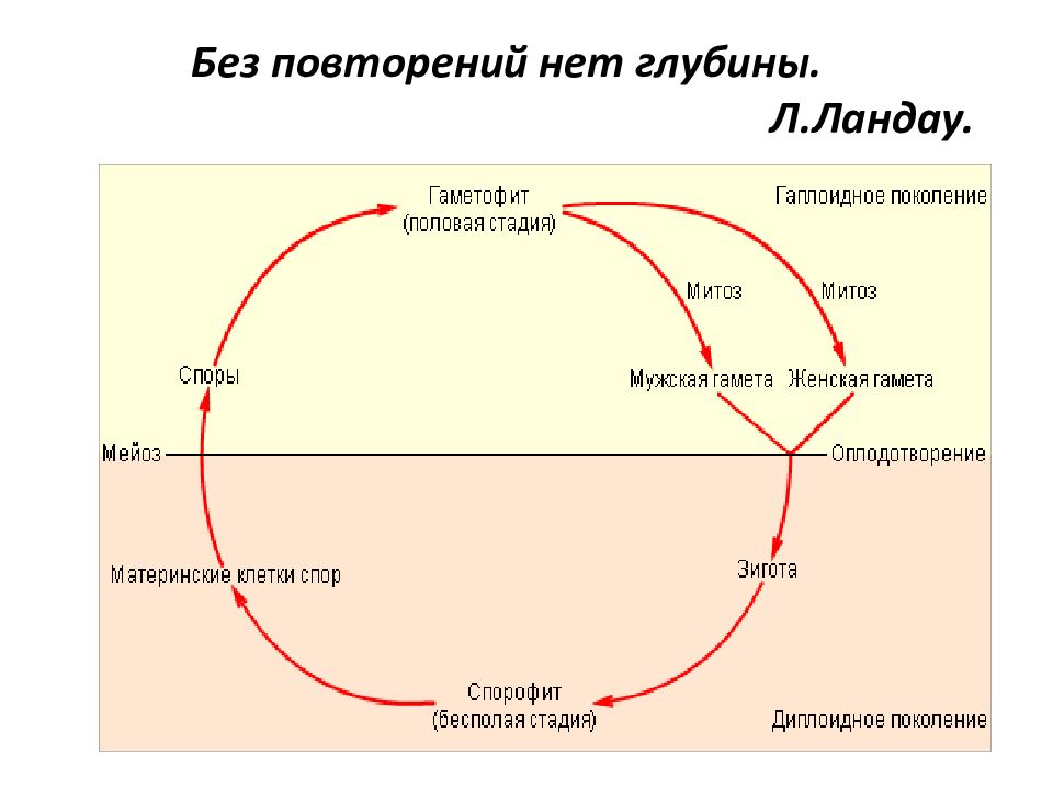 Цикл слова. Цикл развития бренда.