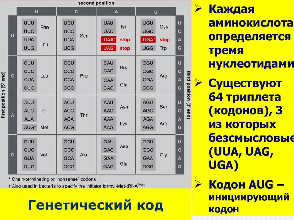 Стоп кодоны генетического. Триплет УГА. Стоп кодоны генетического кода.