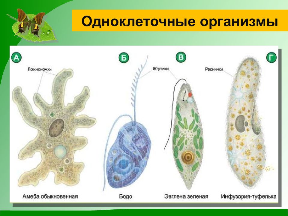 Имеют органы и примитивные ткани. Простейшие одноклеточные амеба. Строение простейших 7 класс биология. Одноклеточные и многоклеточные организмы. Одноклеточные животные 5 класс биология.