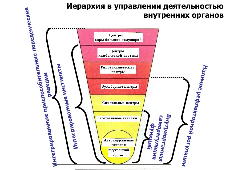 Управление внутренними органами. Центры вегетативной регуляции висцеральных функций.. Центры регуляции висцеральных функций физиология. Иерархия в управлении деятельностью внутренних органов. Уровни регуляции висцеральных функций.