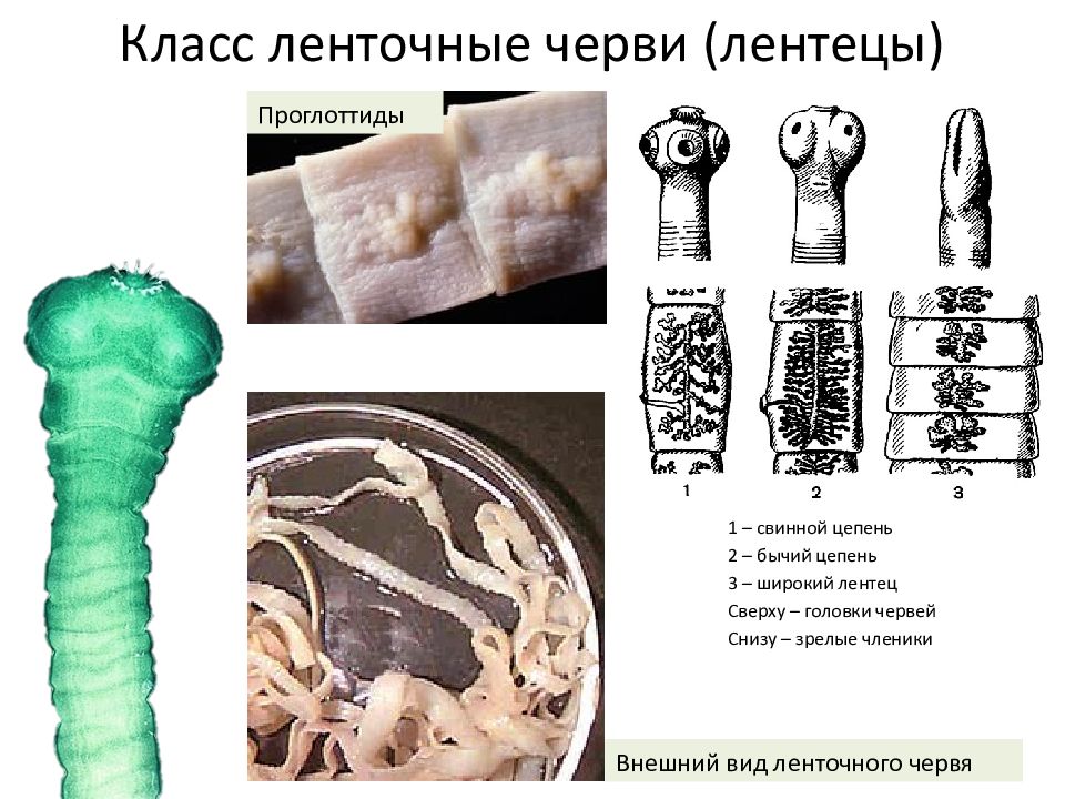 Членики ленточного червя. Ленточные черви широкий лентец. Ленточные черви цепень. Форма тела бычьего цепня. Плоские черви ленточные строение.