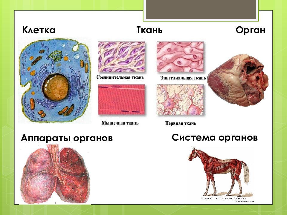 Схема клетка ткань орган система органов организм