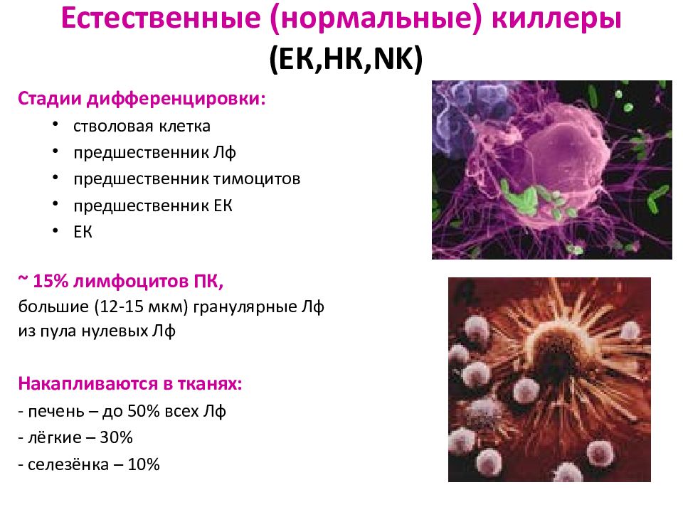 Нормальные клетки. Естественные киллеры т-лимфоциты. Натуральные киллеры лимфоциты. Функции натуральных киллеров иммунология. НК-клетки (Естественные киллеры) – это.