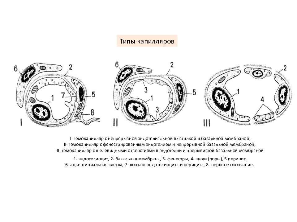 3 капилляр. Строение и типы гемокапилляров. Гемокапилляр с непрерывной эндотелиальной выстилкой. Типы капилляров гистология. Типы гемокапилляров гистология.