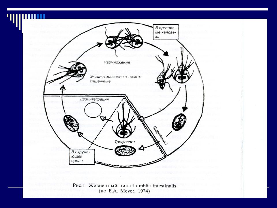 Схема жизненного цикла лямблии