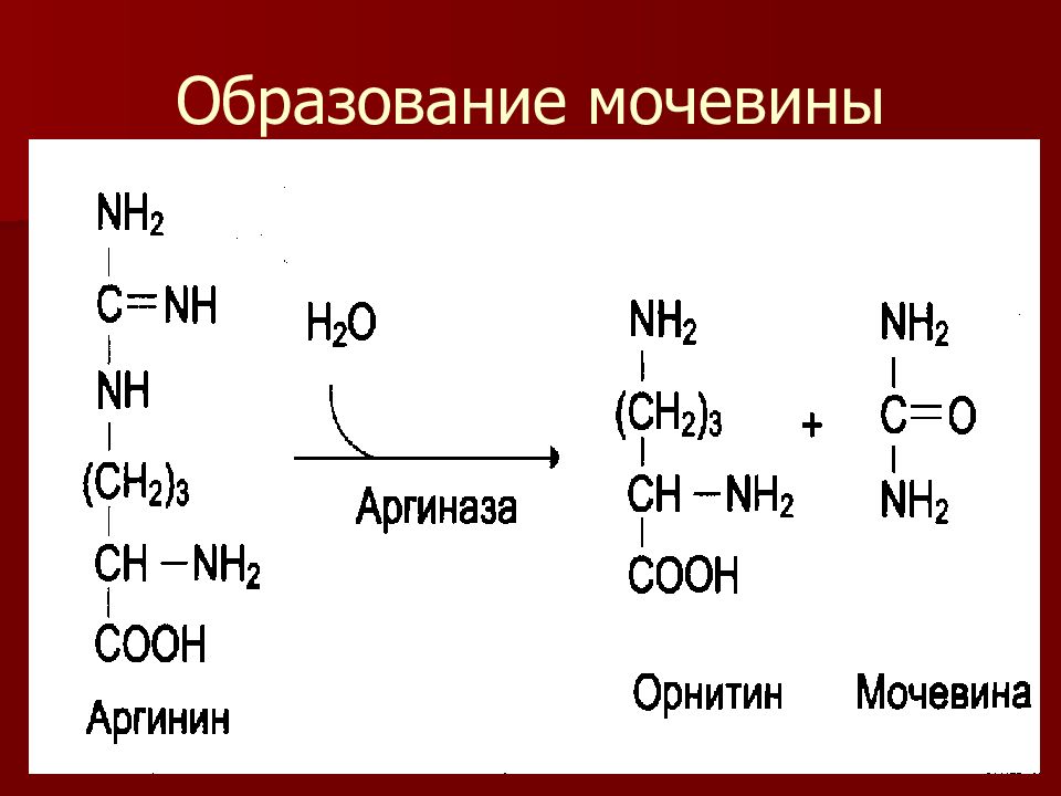 Образованием мочевины в обмене веществ