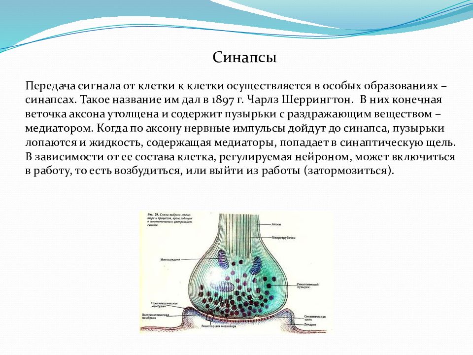 Синапс тендер. Передача сигнала в синапсе. Образование синапсов. Медиаторы синапсов. Передача сигнала в синапсе осуществляется.