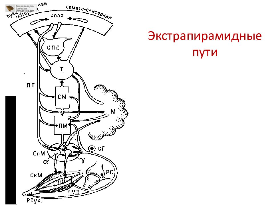 Моторный путь. Проводящие пути экстрапирамидной системы схема. Схема путей экстрапирамидной системы. Экстрапирамидная система пути неврология. Экстрапирамидный путь неврология схема.