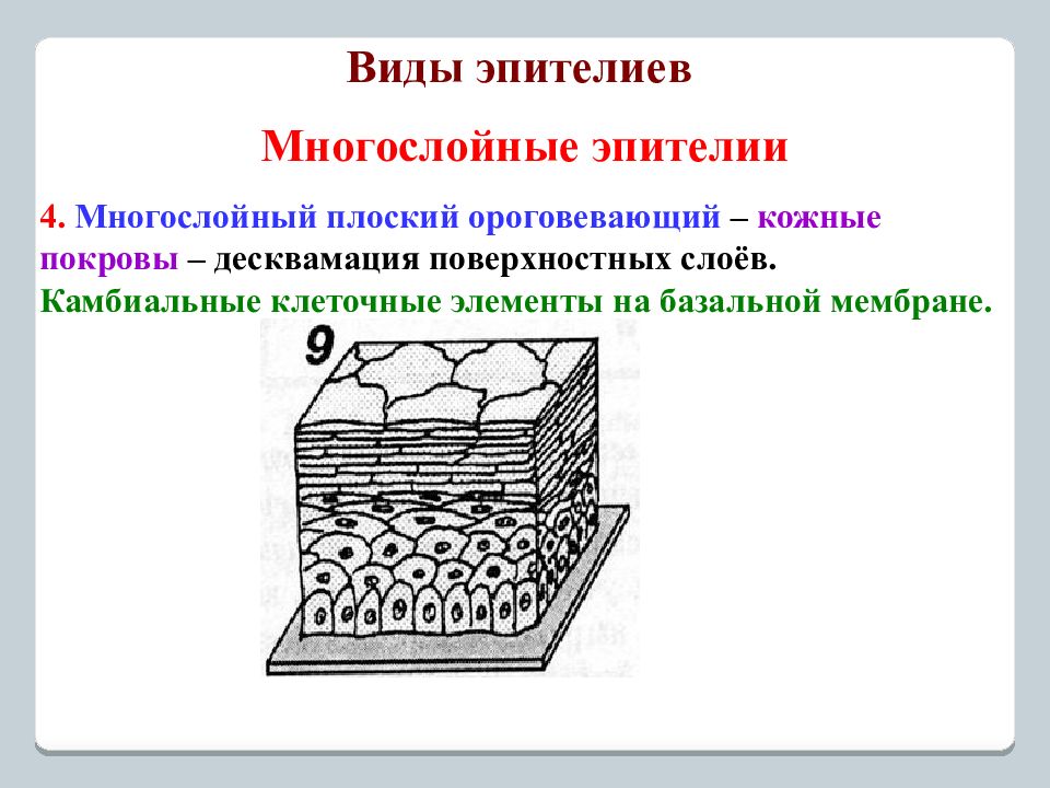 Слоем рисунка называют. Многослойный ороговевающий эпителий рисунок. Орогевающий многослойныйэпителий рисунок. Камбиальные элементы эпителия. Виды многослойного эпителия.