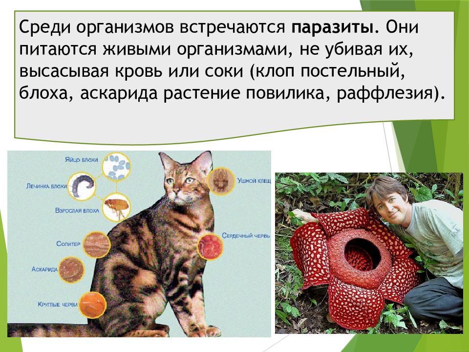 Растение живой организм. Процессы жизнедеятельности кота. Чем питаются все живые организмы. Какие живые организмы называют паразитами. Защита организмов презентация