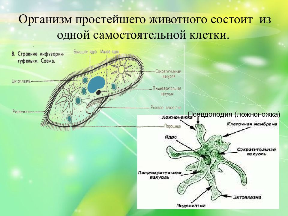 Животные простейшие биология 5 класс презентация