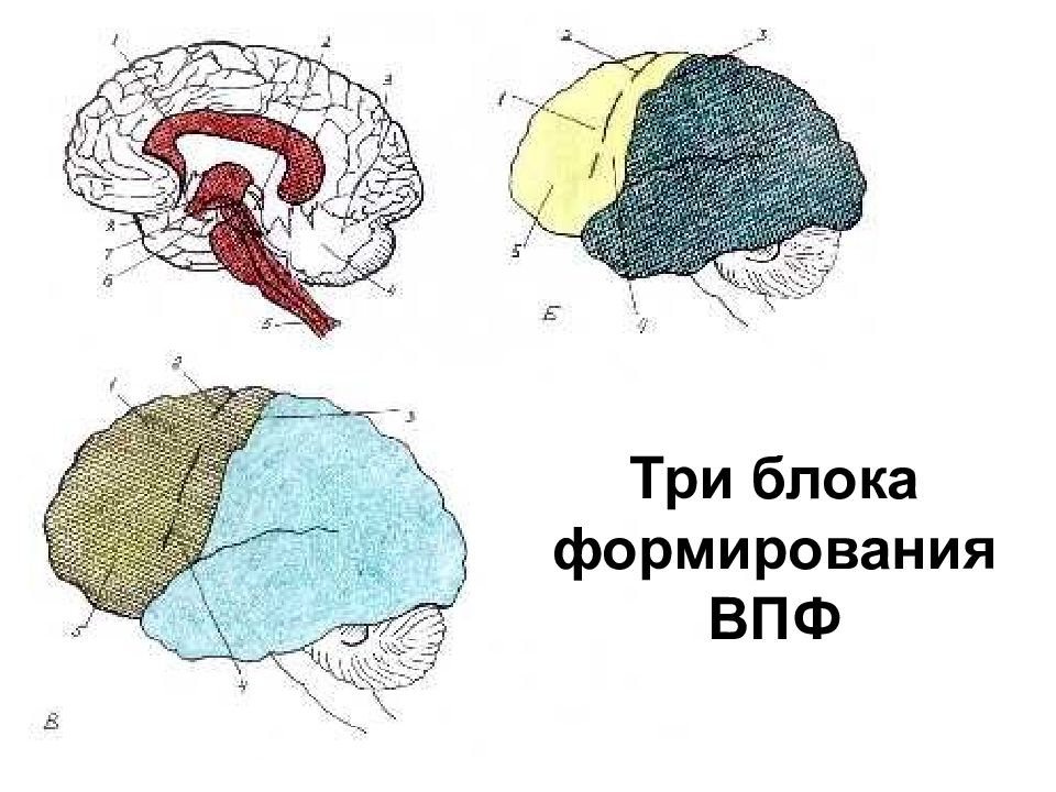 Лурия мозг. Первый блок мозга локализация. Блоки мозга нейропсихология. Функциональные блоки коры головного мозга. Высшие психические функции мозга.