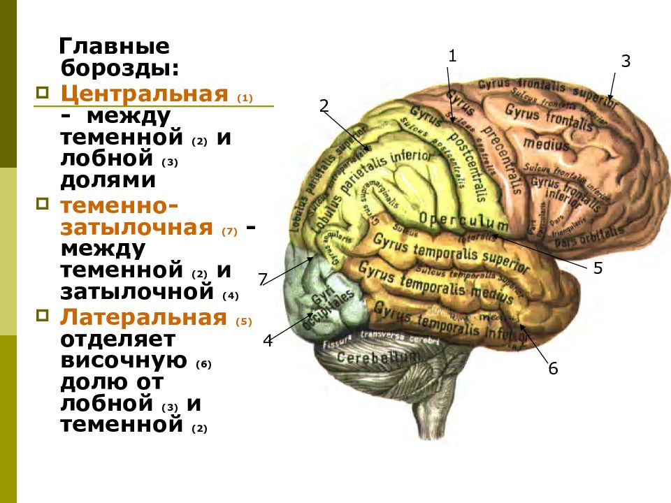 Лобно теменно затылочная область