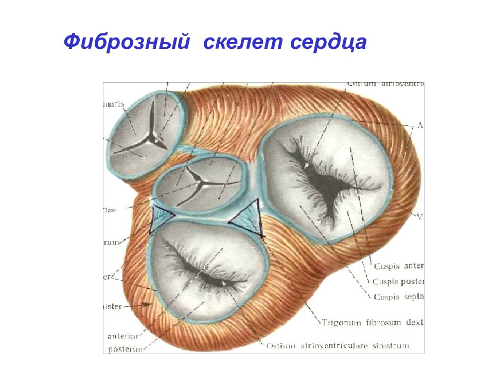 Тренируем сердце 5 класс обж презентация