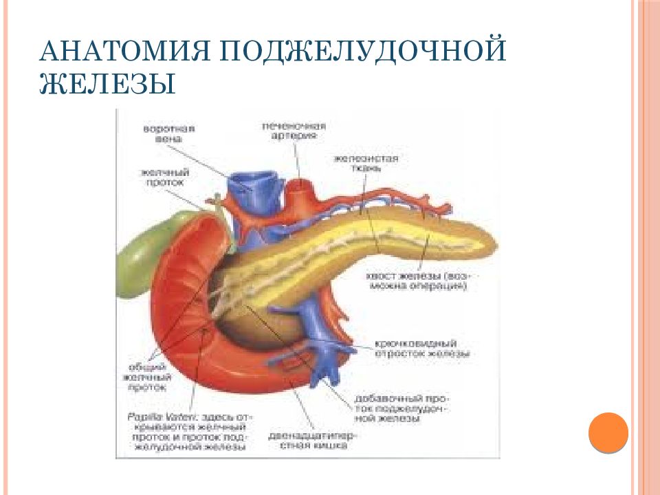 Внутреннее строение поджелудочной. Поджелудочная железа анатомия. Строение поджелудочной железы ЕГЭ. Анатомия 12 п.к. и поджелудочной железы. Внешнее строение поджелудочной железы.