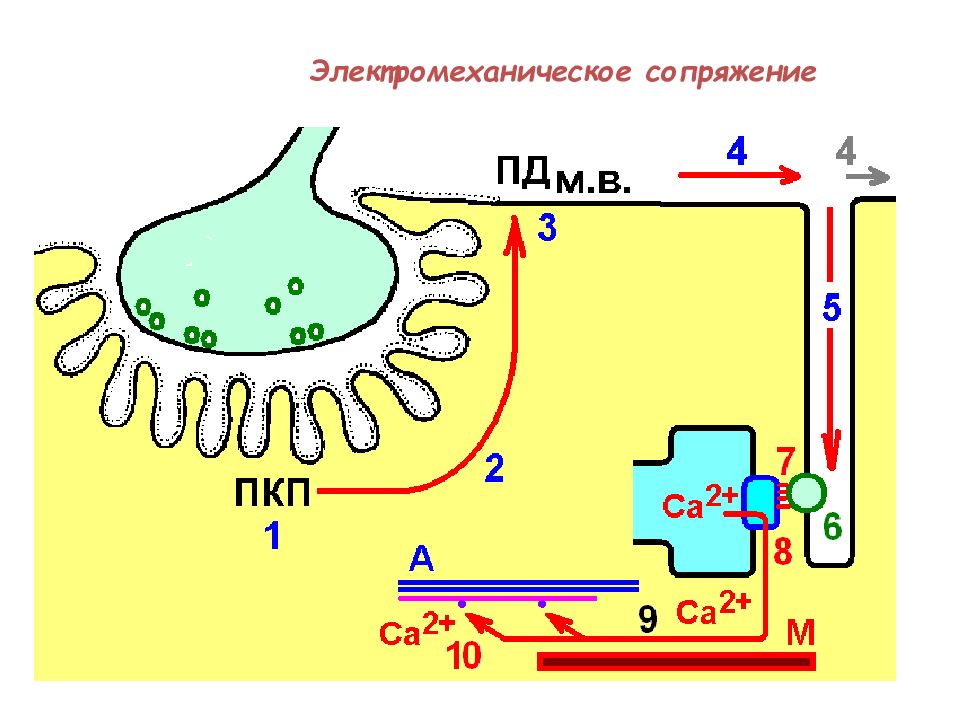 Потенциал концевой пластинки. Потенциал концевой пластинки в нервно-мышечных синапсах. Потенциал концевой пластинки (ПКП). Потенциал концевой пластинки это физиология. Механизм возникновения потенциала концевой пластинки.