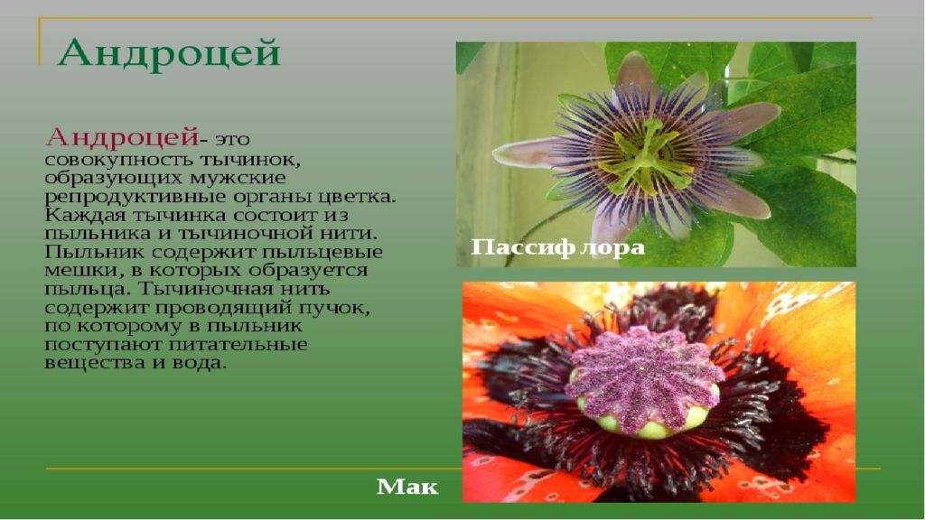 Андроцея это. Однобратственный андроцей. Андроцей цветка. Андроцей органы цветка. Строение андроцея.