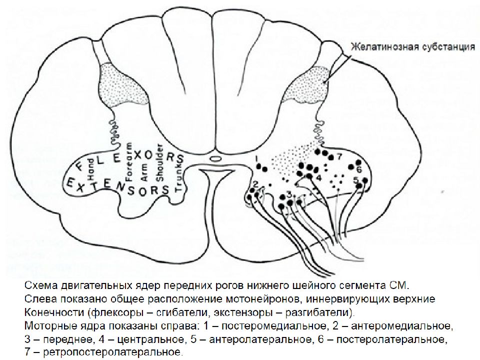 Какая субстанция. Substantia gelatinosa спинного мозга. Верхний и Нижний мотонейроны. Моторные ядра. Двигательные мотонейроны переднего рога.