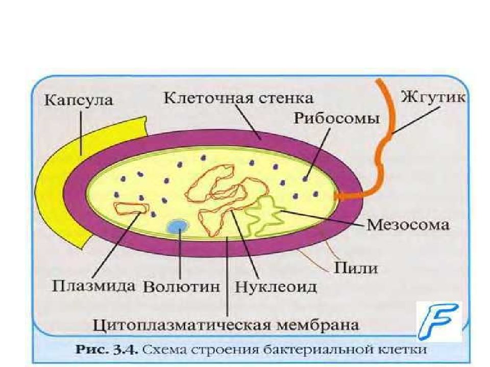 Клеточная биология тест