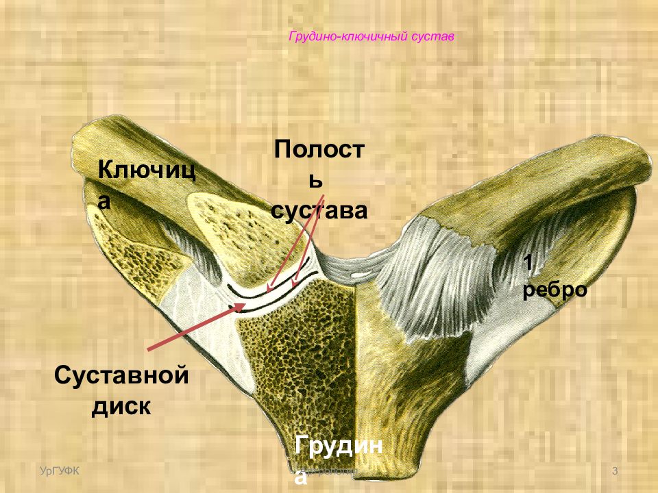 Сочленения ключицы. Грудино ключичный сустав анатомия. Суставные поверхности грудино-ключичного сустава. Движения в грудино-ключичном суставе.