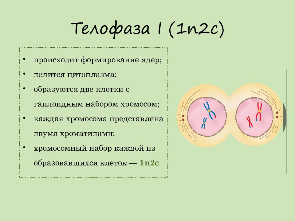 Телофаза I ( 1n2c )