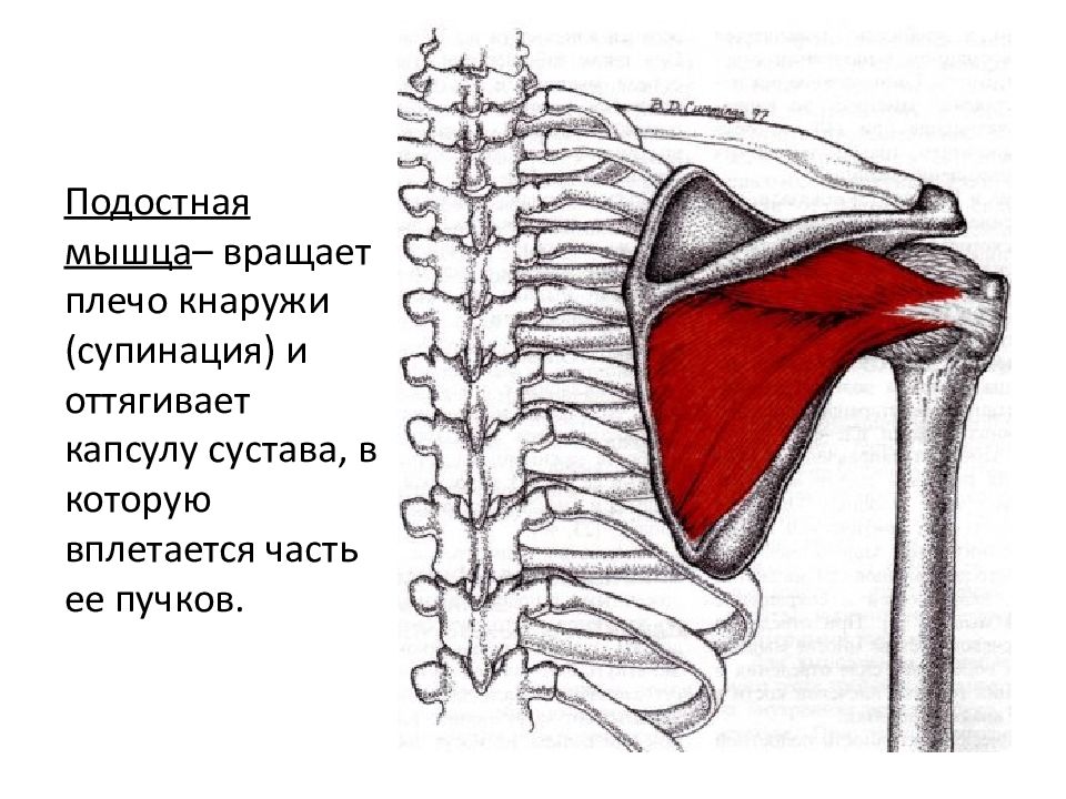 Мышцы вертела. Подостная мышца анатомия. Анатомия мышц спины подостная мышца. Надостная подостная и малая круглая мышцы. Подостная мышца плеча анатомия.