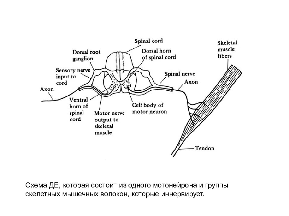 Схема де. Иннервация гладких мышц физиология.