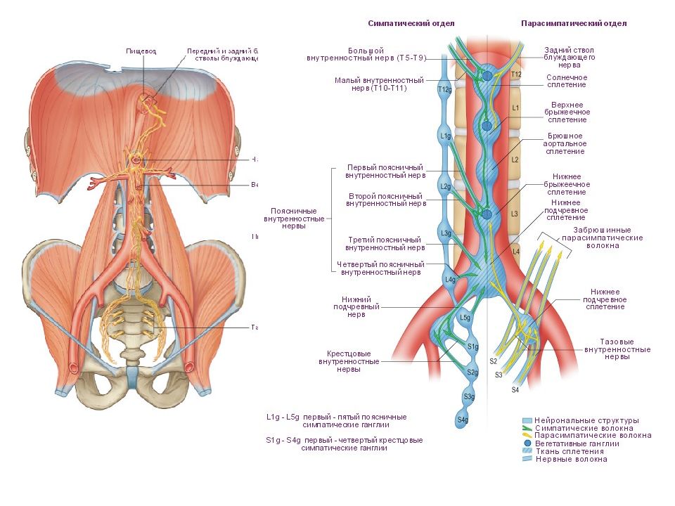 Большой внутренностный нерв. Большой грудной внутренностный нерв. Малый внутренностный нерв анатомия. Большой чревный нерв анатомия. Тазовые внутренностные нервы иннервация.