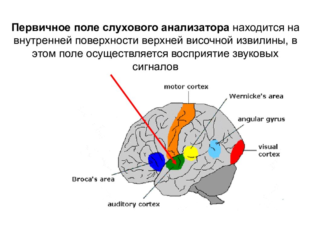 Анализатор находится. Корковый отдел слухового анализатора. Первичные поля слухового анализатора. Центральный отдел слухового анализатора расположен в. Корковый отдел слухового анализатора расположен.