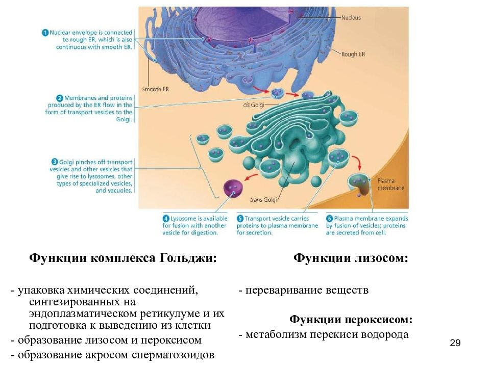 Структурно функциональная организация клеток. Структурно-функциональная организация клетки. Структурно-функциональная организация клетки презентация. Структурная организация клетки. Комплекс Гольджи упаковка и выделения веществ из клетки.