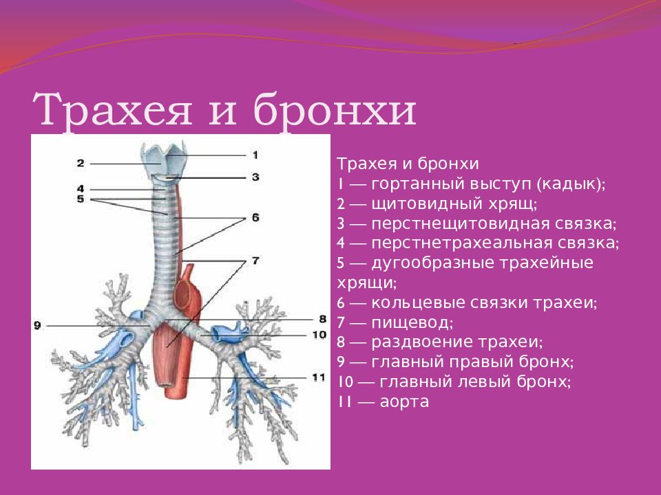 Трахея образована полукольцами. Трахея анатомия человека. Строение трахеи. Трахея и бронхи.