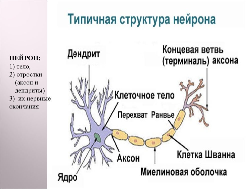 Презентация по биологии 9 класс 8 вид нервы