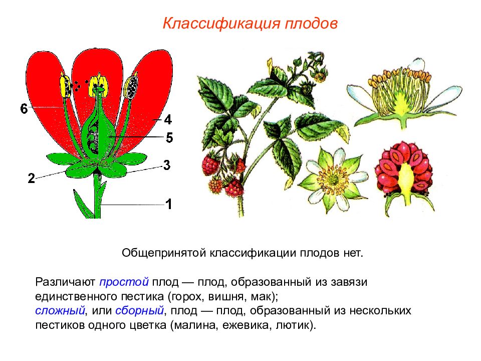 Схема цветка малины