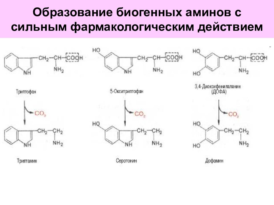 Биогенные амины это. Образование биогенных Аминов серотонин. Образование биогенных Аминов серотонина. Образование биогенных Аминов гистамина. Образование биогенных Аминов ГАМК.