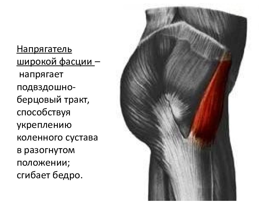 Мышцы сгибатели тазобедренного сустава