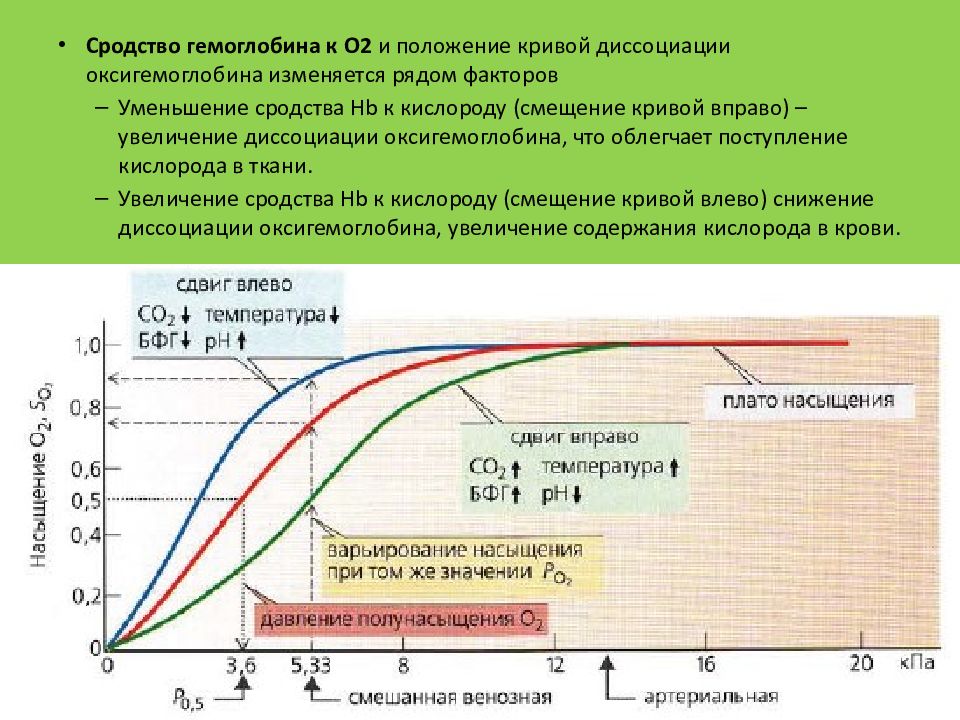 Увеличение кислорода в крови. Факторы влияющие на смещение Кривой диссоциации оксигемоглобина. Кривая диссоциации гемоглобина. Факторы влияющие на сродство гемоглобина к кислороду. Кривая диссоциации оксигемоглобина.