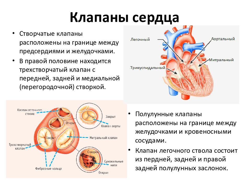 Схема расположения клапанов сердца