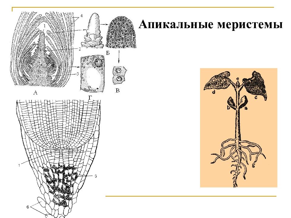 На каком рисунке изображена образовательная ткань