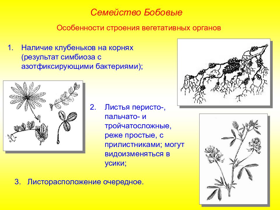 Схема семейства бобовые